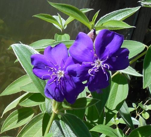 Photo of Tibouchina urvilleana (Princess Flower, Purple Glory Bush)