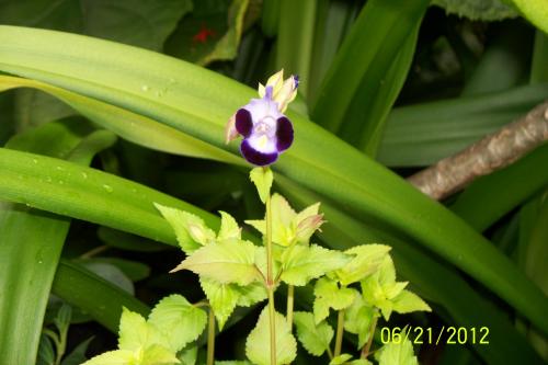 Photo of Torenia fournieri (Wishbone Flower, Bluewings)