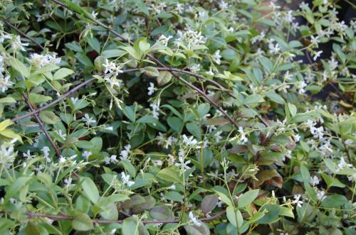 Photo of Trachelospermum jasminoides (Confederate Jasmine, Star Jasmine)