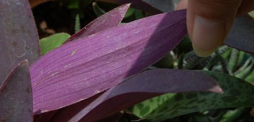Photo of Tradescantia pallida (Wandering Jew, Purple Heart)