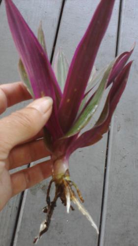 Photo of Tradescantia spathacea (Oyster Plant, Boatlily)