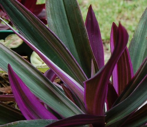 Photo of Tradescantia spathacea (Oyster Plant, Boatlily)