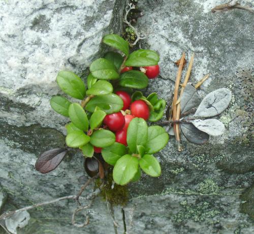 Photo of Vaccinium vitis-idaea (Lingonberry, Mountain Cranberry)