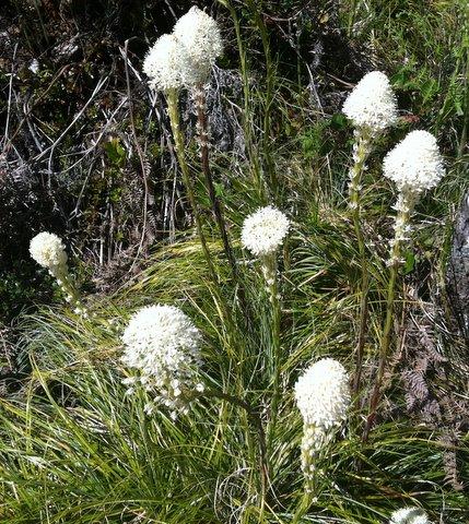 Photo of Xerophyllum tenax (Bear Grass, Indian Basket Grass)