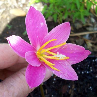 Photo of Zephyranthes grandiflora (Rain Lily, Zephyr Lily, Fairy Lily)