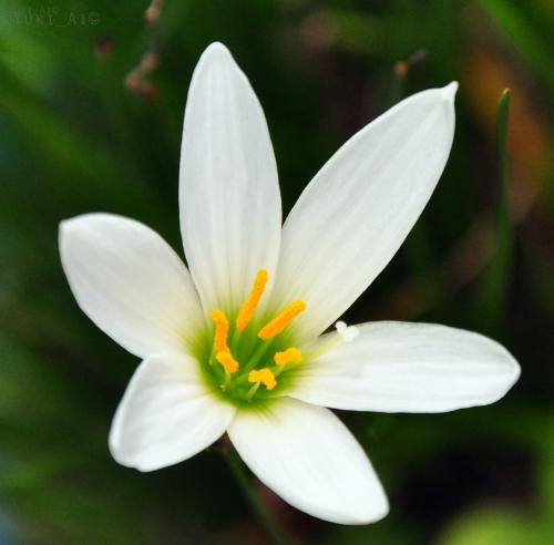 Photo of Zephyranthes grandiflora (Rain Lily, Zephyr Lily, Fairy Lily)