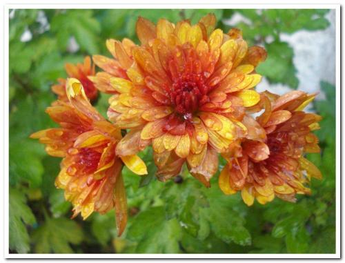 Photo of Chrysanthemum X morifolium (Garden Mum)
