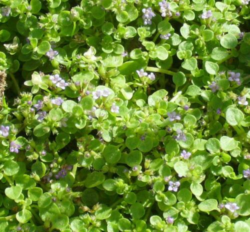 Photo of Mentha requienii (Corsican Mint)