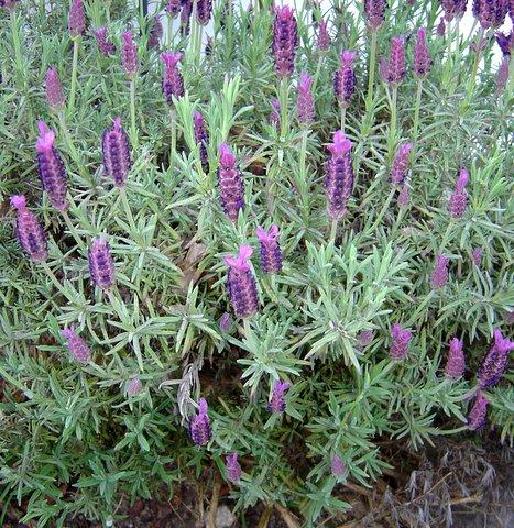 Photo of Lavandula stoechas (French Lavender)