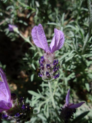 Photo of Lavandula stoechas (French Lavender)