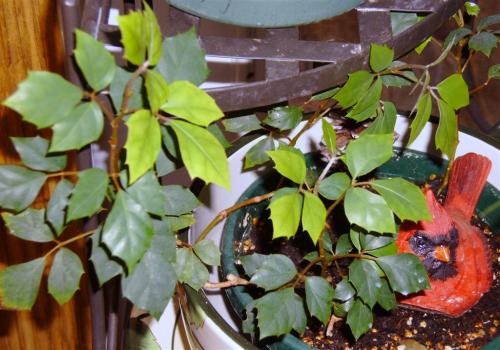 Photo of Cissus rhombifolia (Grape Ivy, Oak Leaf Ivy)
