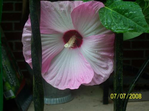 Photo of Hibiscus lunariifolius