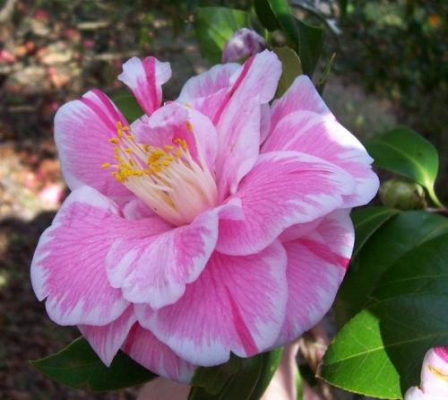 Photo of Camellia japonica (Camellia, State Flower of Alabama)