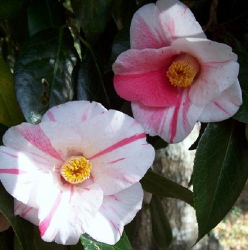 Photo of Camellia japonica (Camellia, State Flower of Alabama)