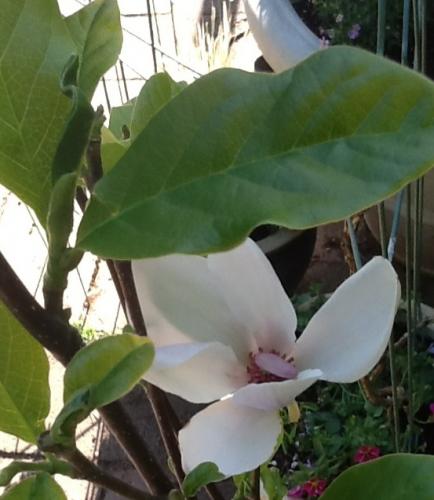 Photo of Magnolia X soulangiana (Saucer Magnolia)
