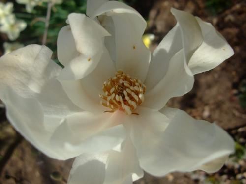 Photo of Magnolia stellata (Star Magnolia)