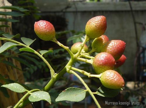 Photo of Murraya koenigii (Curry Leaf-tree)