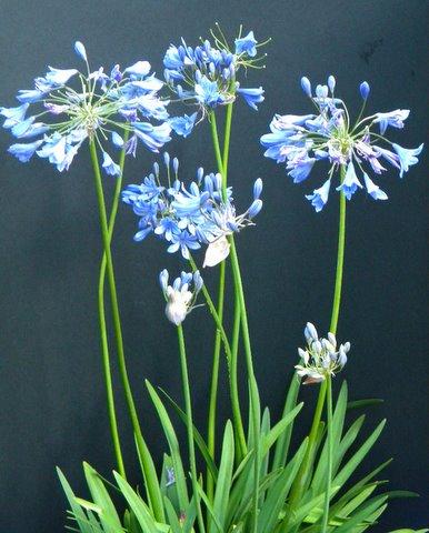 Photo of Agapanthus africanus (African Lily, Lily of the Nile)