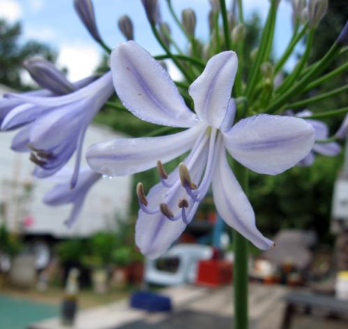Photo of Agapanthus africanus (African Lily, Lily of the Nile)