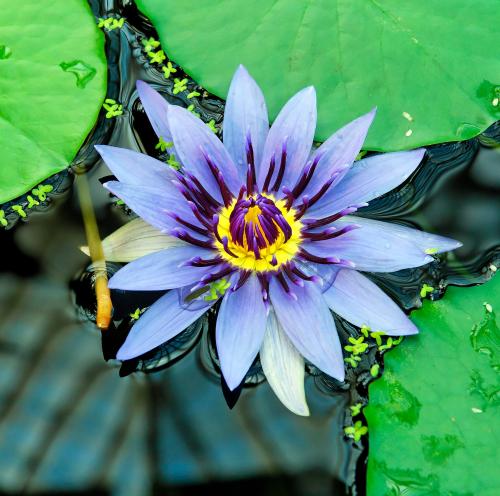 Photo of Nymphaea caerulea (Egyptian Lotus, Egyptian Blue Water Lily)