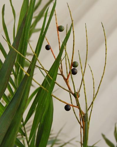 Photo of Chamaedorea elegans (Neanthe Bella Palm, Parlor Palm, Table Palm)