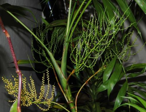 Photo of Chamaedorea elegans (Neanthe Bella Palm, Parlor Palm, Table Palm)