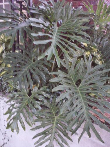 Photo of Philodendron bipinnatifidum (Cut-Leaf Philodendron, Selloum)