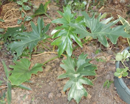 Photo of Philodendron bipinnatifidum (Cut-Leaf Philodendron, Selloum)