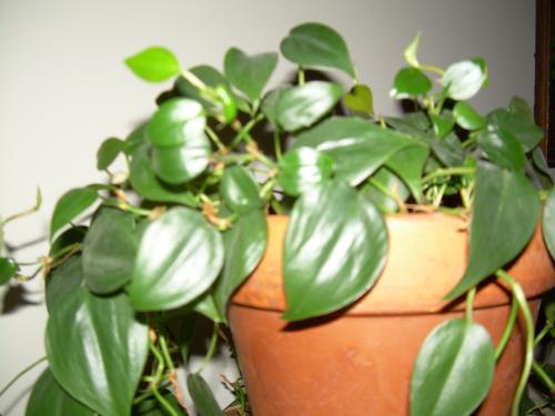 Photo of Philodendron cordatum (Heartleaf Philodendron)