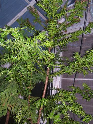 Photo of Araucaria bidwillii (Bunya-Bunya Tree, False Monkey Puzzle Tree, Bunya Pine)