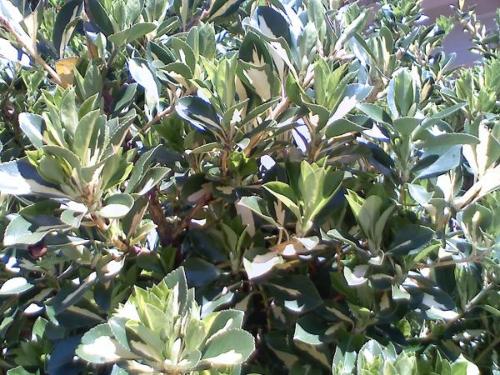Photo of Euonymus japonica (Japanese spindletree)
