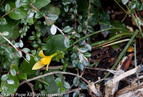 Photo of Sternbergia lutea (Winter Daffodil)