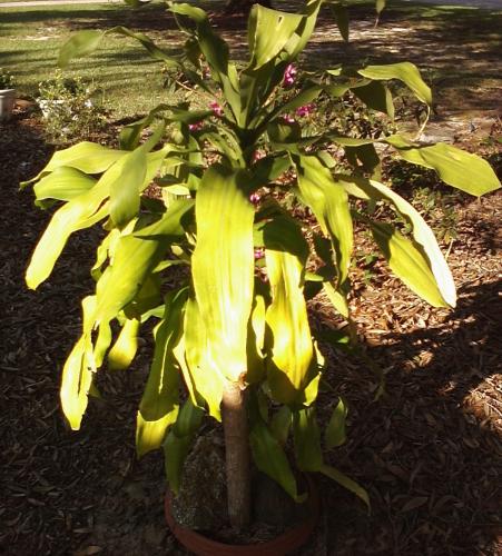 Photo of Dracaena fragrans (Corn Plant)