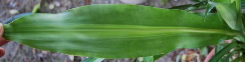Photo of Dracaena fragrans (Corn Plant)