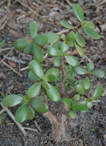 Photo of Crassula ovata (Jade Plant)