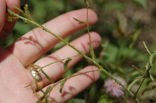 Photo of Mimosa microphylla (Little-leaf Mimosa, Littleleaf Sensitive-Briar,Catclaw Sensitive Briar)