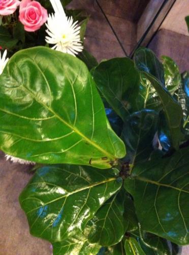 Photo of Ficus lyrata (Fiddle Leaf Fig)