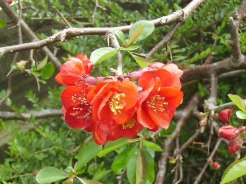 Photo of Chaenomeles japonica (Maule's Quince, Japanese Quince)