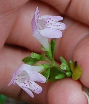 Photo of Clinopodium georgianum (Georgia Savory)