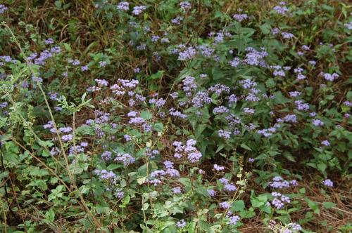 Photo of Conoclinium coelestinum (Blue Mistflower)