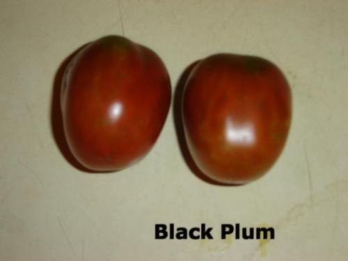 Photo of Solanum lycopersicum