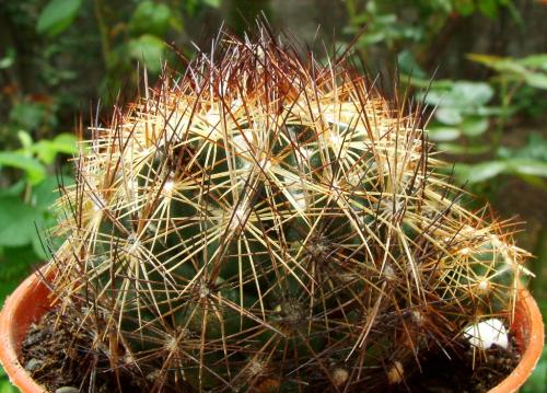 Photo of Coryphantha nickelsiae (Nickel's Pincushion Cactus, Nickel's Coryphantha)