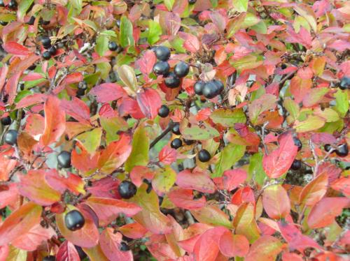 Photo of Cotoneaster lucidus (Hedge Cotoneaster)