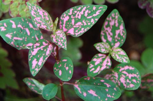 Photo of Hypoestes phyllostachya (Polka Dot Plant)