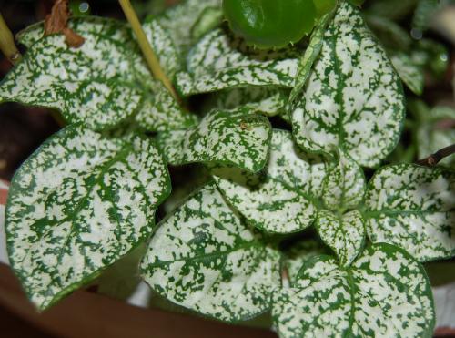 Photo of Hypoestes phyllostachya (Polka Dot Plant)