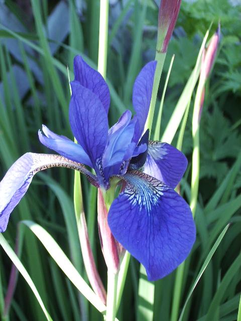 Photo of Iris sibirica (Siberian Iris)