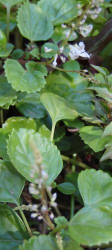Photo of Plectranthus verticillatus (Swedish Ivy)