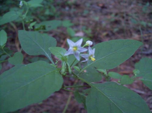 Photo of Solanum americanum (American Nightshade)