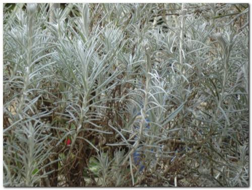 Photo of Helichrysum angustifolium (Curry Plant)