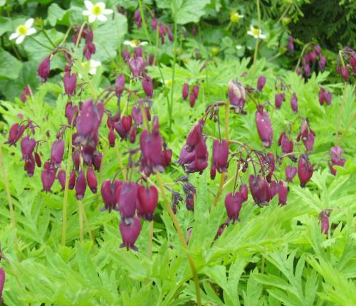 Photo of Dicentra formosa 'Bacchanal'